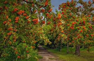 Садовые культуры. Рябина